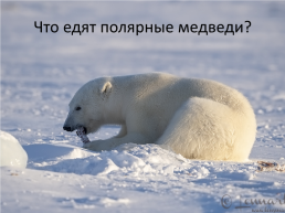День белого медведя в России, слайд 10