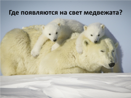 День белого медведя в России, слайд 11