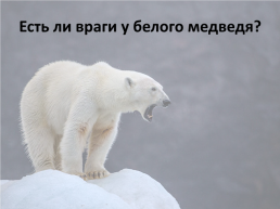 День белого медведя в России, слайд 14