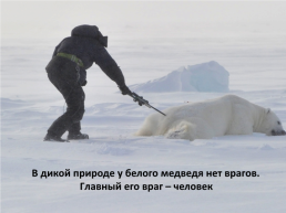 День белого медведя в России, слайд 15