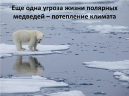 День белого медведя в России, слайд 16