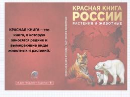 День белого медведя в России, слайд 18