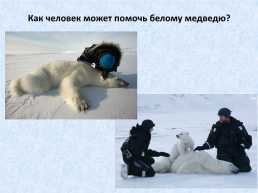 День белого медведя в России, слайд 19