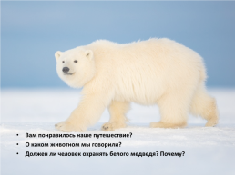 День белого медведя в России, слайд 23