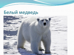 День белого медведя в России, слайд 3