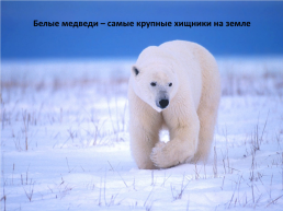 День белого медведя в России, слайд 4