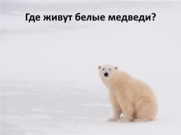 День белого медведя в России, слайд 6