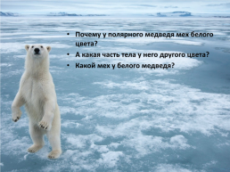 День белого медведя в России, слайд 8