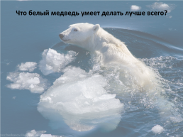 День белого медведя в России, слайд 9