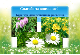 Лекарственные растения Южного Урала!, слайд 15