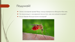 Путешествие с комаришкой, слайд 7