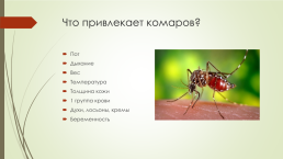 Путешествие с комаришкой, слайд 9
