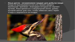 Птицы России, слайд 17