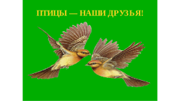Птицы России, слайд 42
