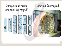 Бактериальная клетка, слайд 10