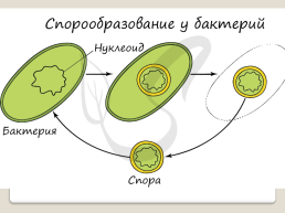 Бактериальная клетка, слайд 6