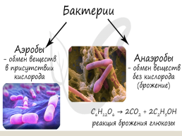 Бактериальная клетка, слайд 7