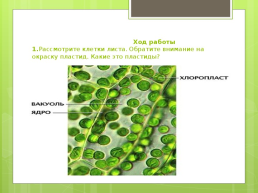Растительная клетка, ее изучение, слайд 3
