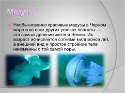 Медузы Чёрного моря, слайд 2