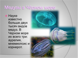 Медузы Чёрного моря, слайд 3