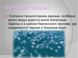 Медузы Чёрного моря, слайд 4