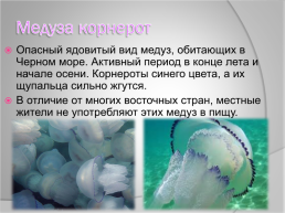 Медузы Чёрного моря, слайд 6