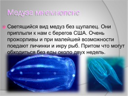Медузы Чёрного моря, слайд 7