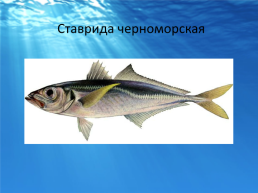 Рыбы черного моря, слайд 10