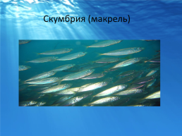 Рыбы черного моря, слайд 11