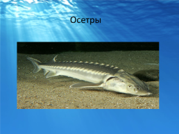 Рыбы черного моря, слайд 2