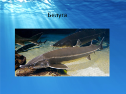 Рыбы черного моря, слайд 3
