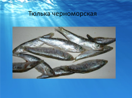 Рыбы черного моря, слайд 6