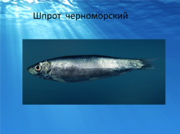 Рыбы черного моря, слайд 7