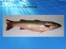 Рыбы черного моря, слайд 8
