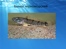 Рыбы черного моря, слайд 9
