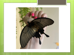 Бабочки – в школьных условиях, слайд 11