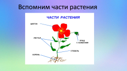 Комнатные растения. Растения в твоем доме: краткое описание, слайд 4