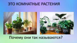 Комнатные растения. Растения в твоем доме: краткое описание, слайд 6
