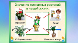 Комнатные растения. Растения в твоем доме: краткое описание, слайд 8